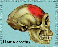 03 Homo erectus-b.GIF (25314 bytes)